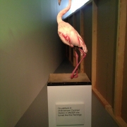 Laure-Prouvost-Muhka-Antwerpen-flamingo-anger